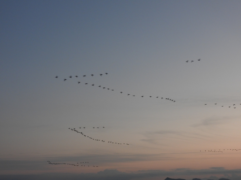 西日本有数の野鳥の楽園! ~希少な鳥たちに出会えるかも?~