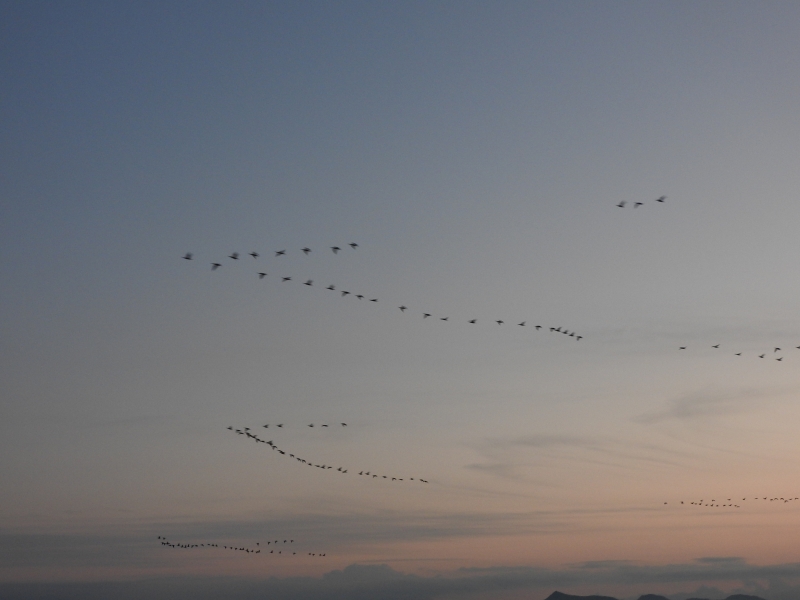 西日本有数の野鳥の楽園！　　～希少な鳥たちに出会えるかも？～